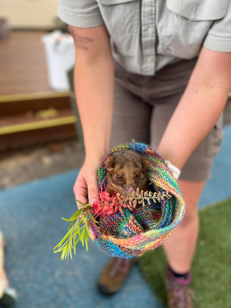 Fred the possum visiting from Zoomobile